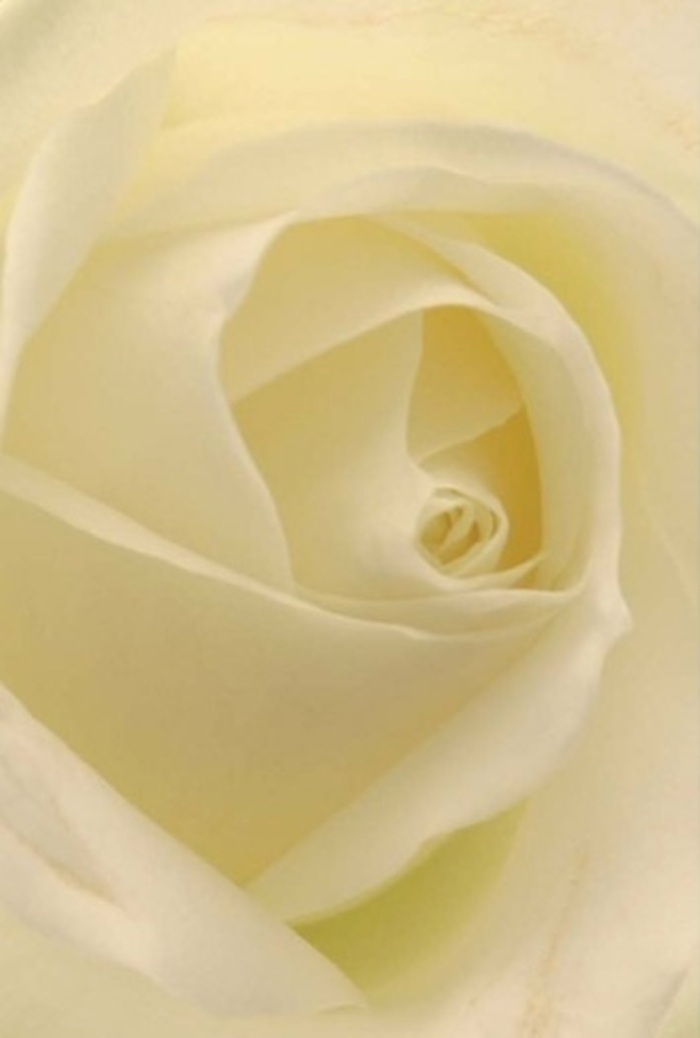 Gazing closely at this classic white rose, its petals unfolding in a harmony of gentleness and sophistication, one is reminded of peaceful strolls amidst Chinatown's vibrant side streets. The creamy whites blend seamlessly, touched by diffused natural light that seems to flow through each petal as if the bloom glows from its core. The careful spiral of its heart suggests purity and quiet resilience, reflecting the enduring bonds found within the local community. As a florist deeply rooted in Chinatown, I find this rose an eloquent gesture for heartfelt moments-a romantic apology, a pure symbol offered at an intimate family gathering, or the centrepiece of an elegant wedding near Leicester Square. The shifting shades of cream and shadow elevate its subtle beauty, while a sense of clean, serene fragrance lingers, echoing the freshness of the morning flower markets. This rose's refined composition stands as a tribute to skillful hands and thoughtful intent-ideal for expressing emotions where words fall short, resonating with the timeless elegance that Chinatown Florist brings to each occasion.